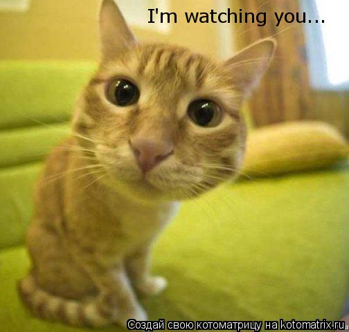 Котоматрица: I'm watching you...