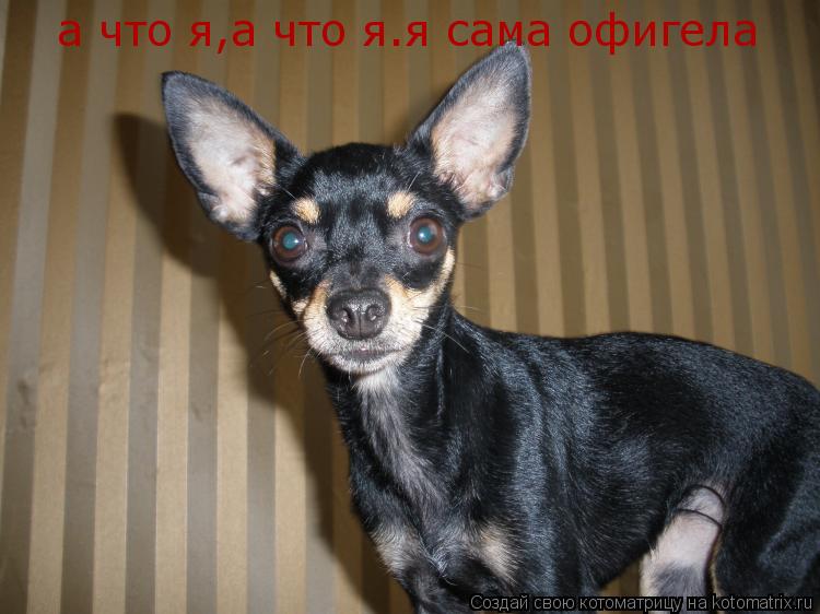 Котоматрица: а что я,а что я.я сама офигела