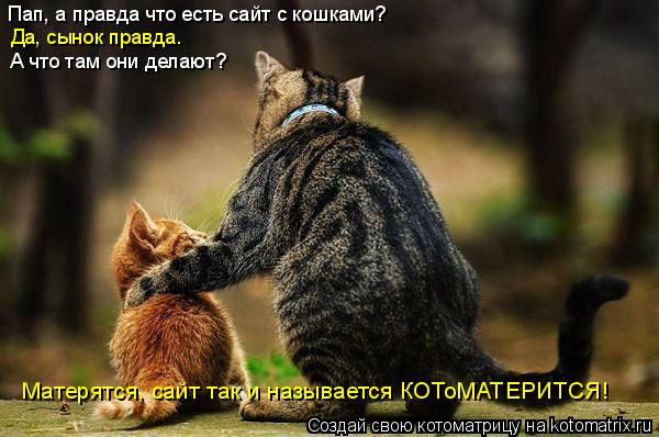 Котоматрица: Пап, а правда что есть сайт с кошками? Да, сынок правда.  А что там они делают? Матерятся, сайт так и называется КОТоМАТЕРИТСЯ!