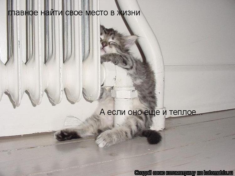 Котоматрица: главное найти свое место в жизни А если оно еще и теплое...