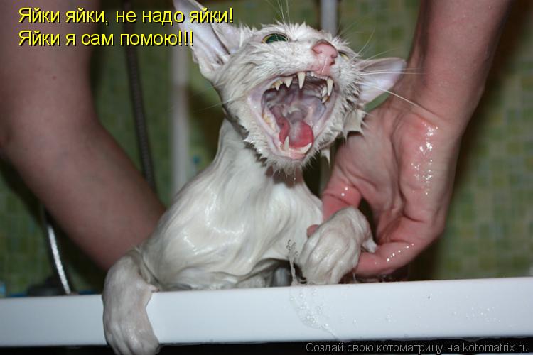 Котоматрица: Яйки яйки, не надо яйки! Яйки я сам помою!!!