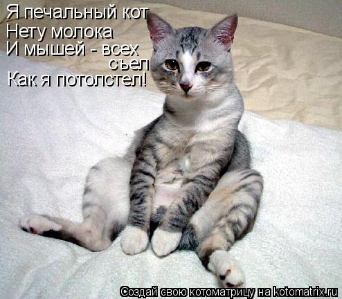 Котоматрица: Я печальный кот Нету молока И мышей - всех  съел Как я потолстел!