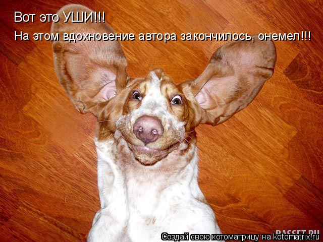 Котоматрица: Вот это УШИ!!! На этом вдохновение автора закончилось, онемел!!!