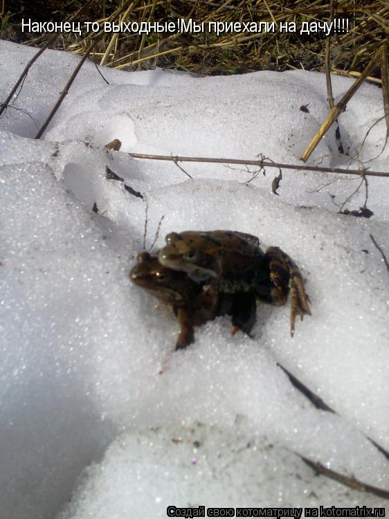 Котоматрица: Наконец то выходные!Мы приехали на дачу!!!!