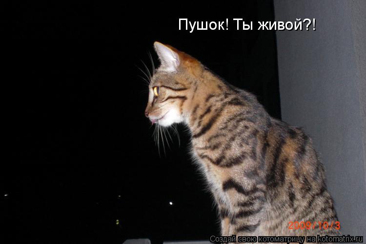 Котоматрица: Пушок! Ты живой?!