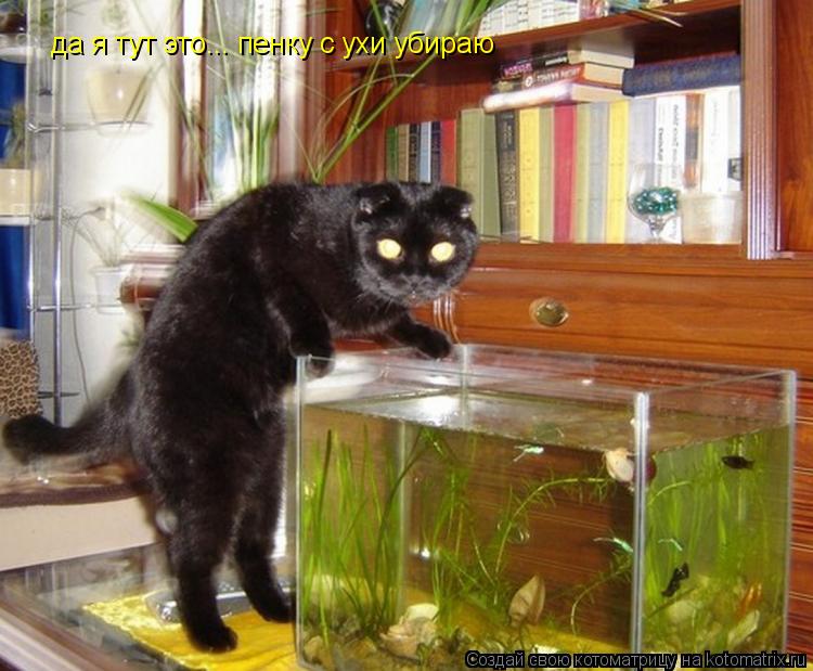 Котоматрица: да я тут это... пенку с ухи убираю