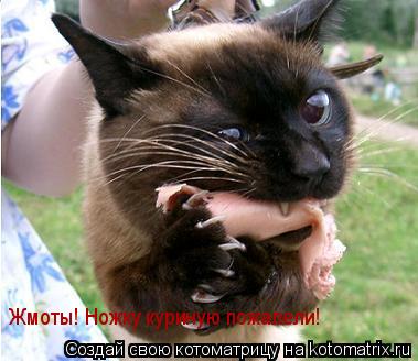 Котоматрица: Жмоты! Ножку куриную пожалели!