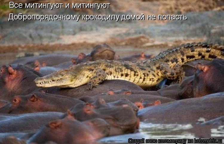 Котоматрица: Добропорядочному крокодилу домой не попасть Все митингуют и митингуют