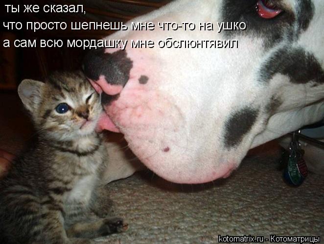 Котоматрица: ты же сказал, что просто шепнешь мне что-то на ушко а сам всю мордашку мне обслюнтявил