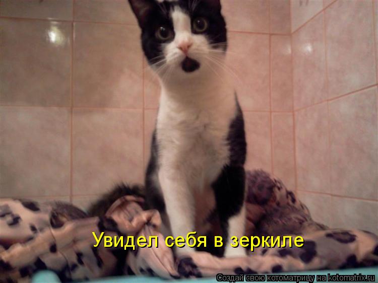 Котоматрица: Увидел себя в зеркиле