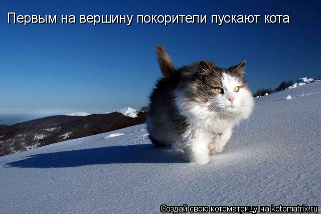 Первым на вершину покорители пускают кота... Котоматрица: Первым на вершину покорители пускают кота
