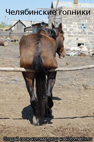 Челябинские гопники... Котоматрица: Челябинские гопники