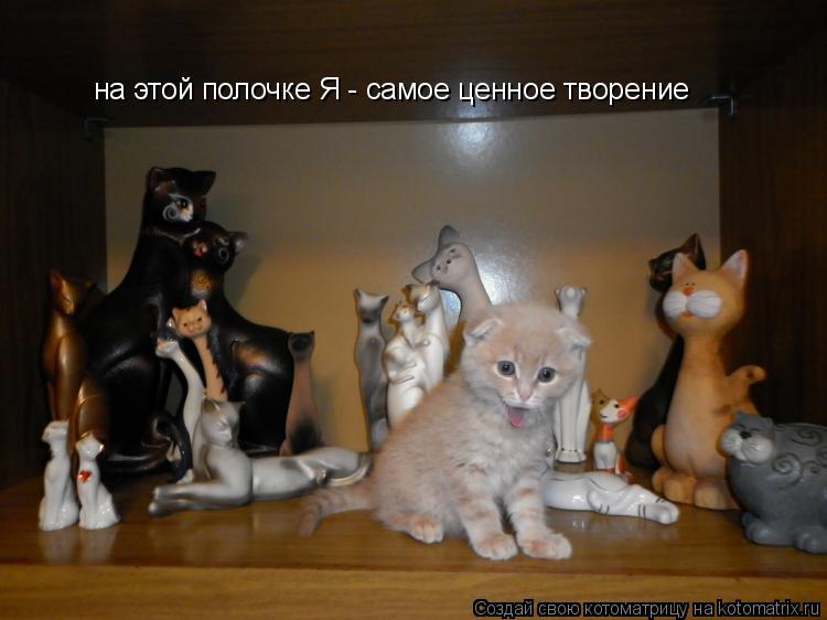 на этой полочке Я - самое ценное творение... Котоматрица: на этой полочке Я - самое ценное творение