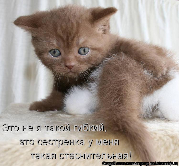 Это не я такой гибкий, это сестренка у меня такая стеснительная!... Котоматрица: Это не я такой гибкий, это сестренка у меня такая стеснительная!