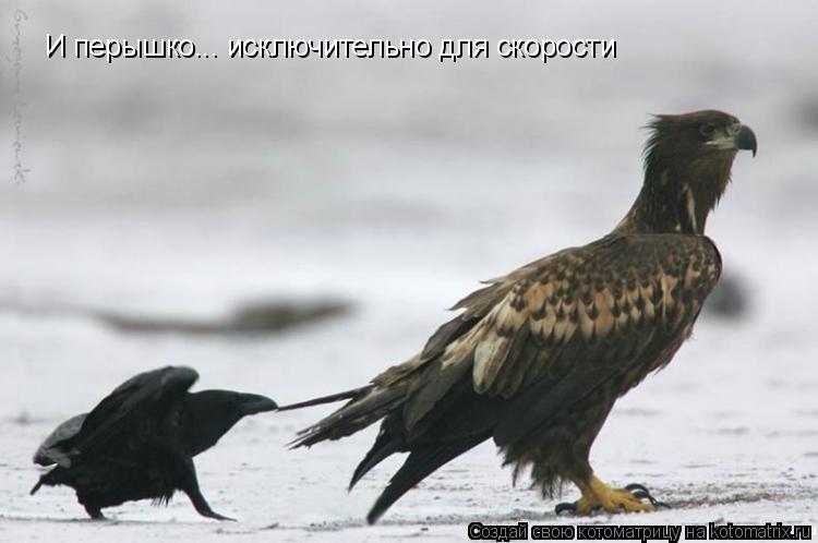 И перышко... исключительно для скорости... Котоматрица: И перышко... исключительно для скорости