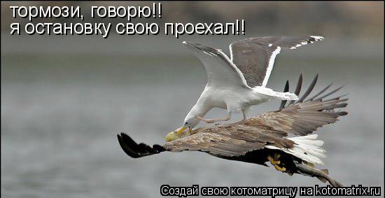 тормози, говорю!! я остановку свою проехал!!... Котоматрица: тормози, говорю!! я остановку свою проехал!!