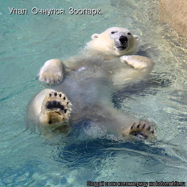 Упал. Очнулся. Зоопарк.... Котоматрица: Упал. Очнулся. Зоопарк.