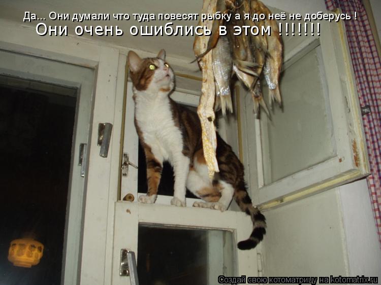 Да... Они думали что туда повесят рыбку а я до неё не доберусь ! Они очень ошиблись в этом !!!!!!!... Котоматрица: Да... Они думали что туда повесят рыбку а я до неё не доберусь ! Они очень ошиблись в этом !!!!!!!