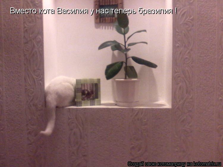 Вместо кота Василия у нас теперь бразилия !... Котоматрица: Вместо кота Василия у нас теперь бразилия !