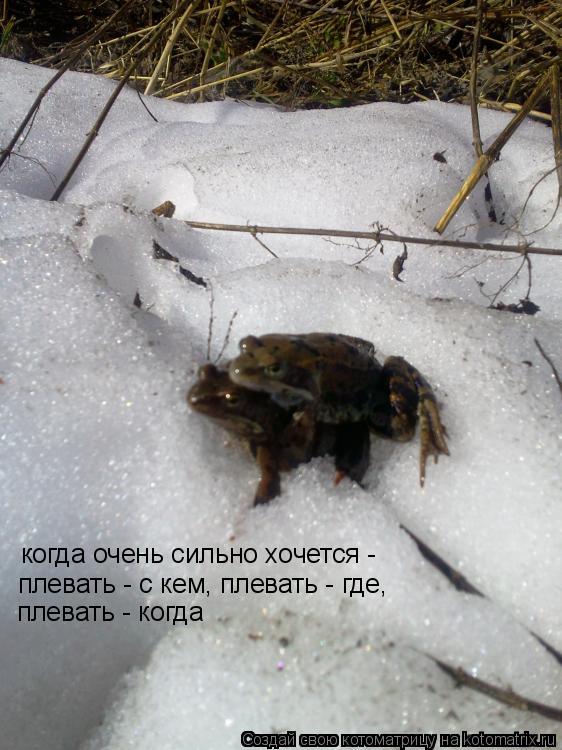 когда очень сильно хочется - плевать - с кем, плевать - где, плевать - когда... Котоматрица: когда очень сильно хочется - плевать - с кем, плевать - где, плевать - когда