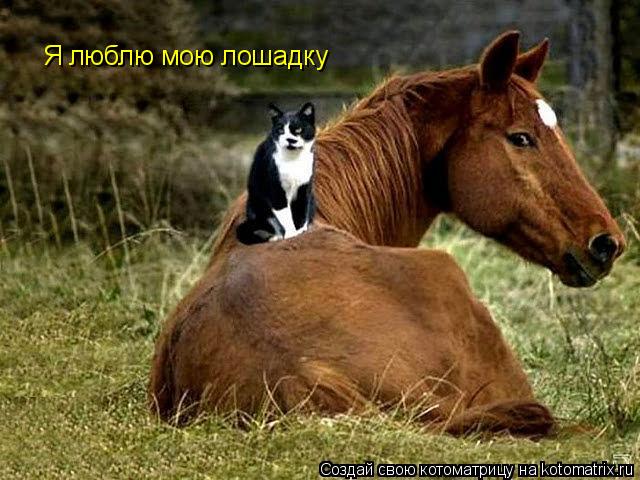 Я люблю мою лошадку... Котоматрица: Я люблю мою лошадку