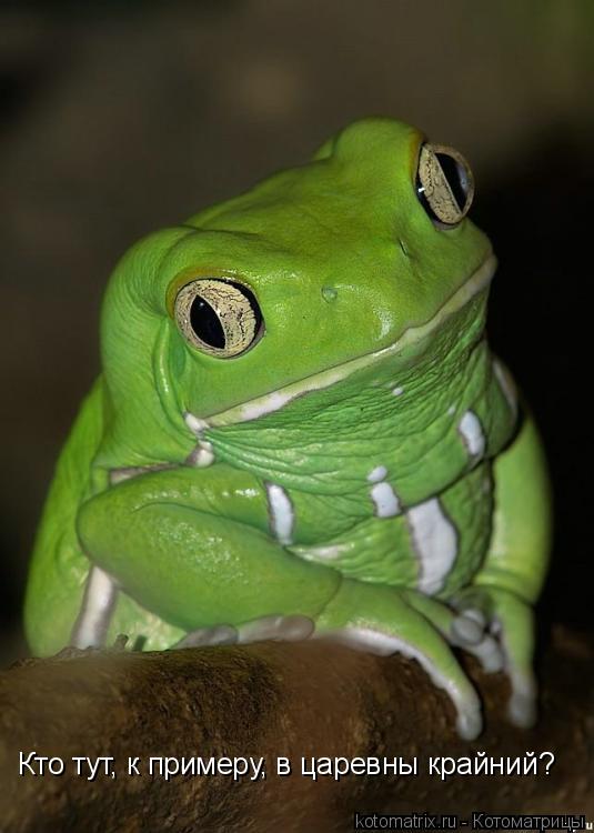 Кто тут, к примеру, в царевны крайний?... Котоматрица: Кто тут, к примеру, в царевны крайний?
