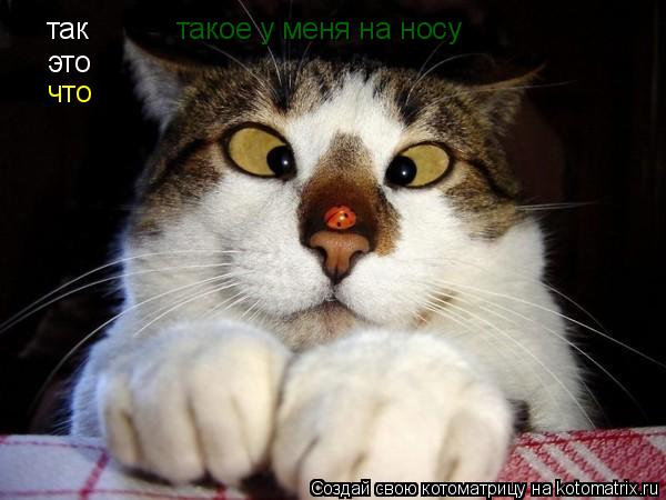 так это что такое у меня на носу... Котоматрица: так это что такое у меня на носу
