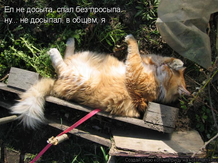 Ел не досыта, спал без просыпа… ну... не досыпал, в общем, я... Котоматрица: Ел не досыта, спал без просыпа… ну... не досыпал, в общем, я