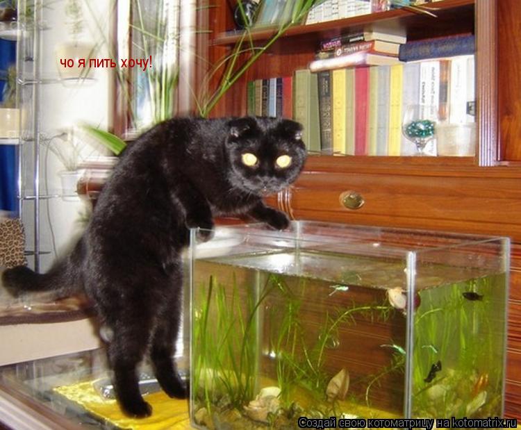 чо я пить хочу!... Котоматрица: чо я пить хочу!