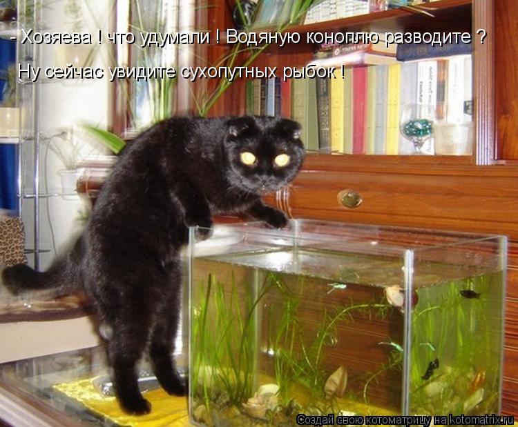 - Хозяева ! что удумали ! Водяную коноплю разводите ? Ну сейчас увидите сухопутных рыбок !... Котоматрица: - Хозяева ! что удумали ! Водяную коноплю разводите ? Ну сейчас увидите сухопутных рыбок !