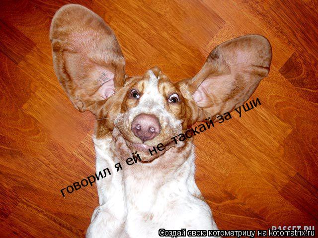 говорил я ей не таскай за уши... Котоматрица: говорил я ей не таскай за уши