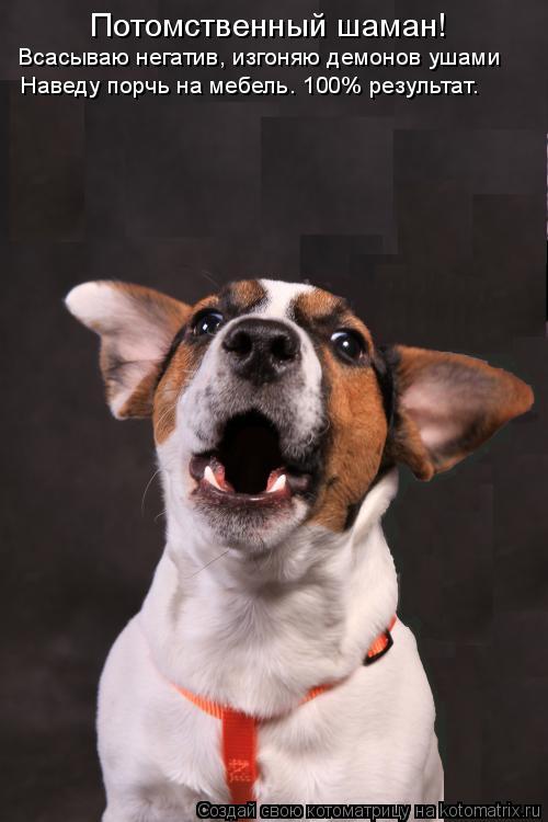Потомственный шаман! Всасываю негатив, изгоняю демонов ушами Наведу порчь на мебель. 100% результат.... Котоматрица: Потомственный шаман! Всасываю негатив, изгоняю демонов ушами Наведу порчь на мебель. 100% результат.