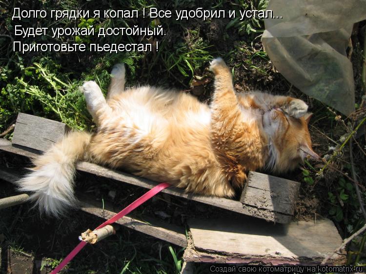 Будет урожай достойный. Приготовьте пьедестал ! Долго грядки я копал ! Все удобрил и устал...... Котоматрица: Будет урожай достойный. Приготовьте пьедестал ! Долго грядки я копал ! Все удобрил и устал...