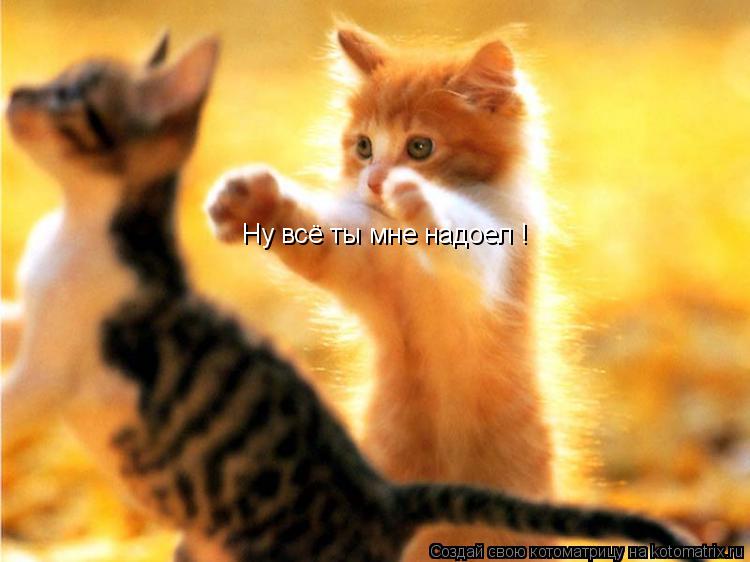 Ну всё ты мне надоел !... Котоматрица: Ну всё ты мне надоел !