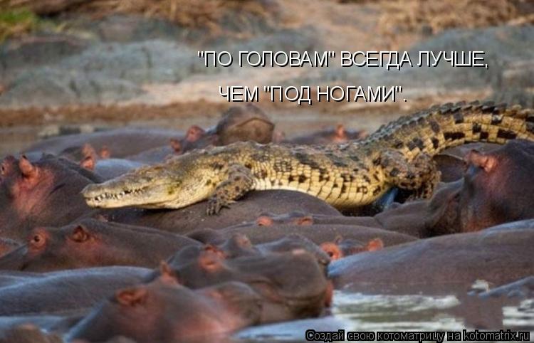 ЧЕМ "ПОД НОГАМИ". "ПО ГОЛОВАМ" ВСЕГДА ЛУЧШЕ,... Котоматрица: ЧЕМ "ПОД НОГАМИ". "ПО ГОЛОВАМ" ВСЕГДА ЛУЧШЕ,