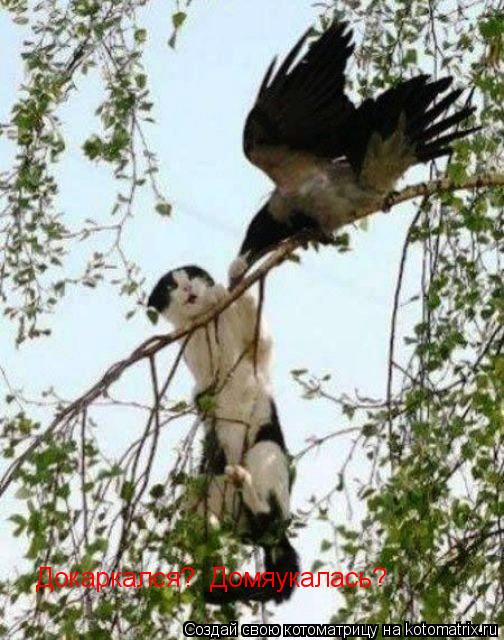 Докаркался? Домяукалась?... Котоматрица: Докаркался? Домяукалась?