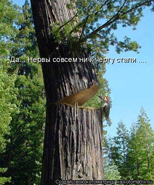 - Да... Нервы совсем ни к черту стали ....... Котоматрица: - Да... Нервы совсем ни к черту стали ....