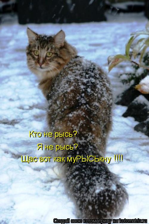 Кто не рысь? Я не рысь? Щас вот как муРЫСЬкну !!!!... Котоматрица: Кто не рысь? Я не рысь? Щас вот как муРЫСЬкну !!!!