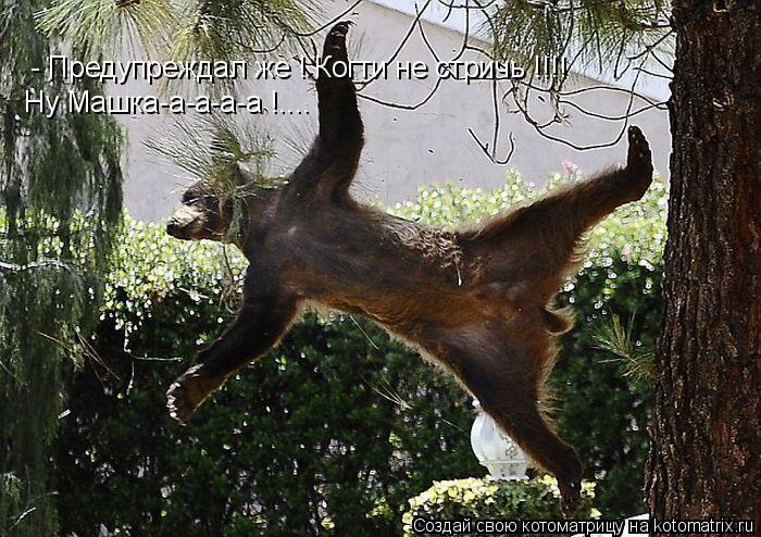 Котоматрица: - Предупреждал же ! Когти не стричь !!!! Ну Машка-а-а-а-а !....