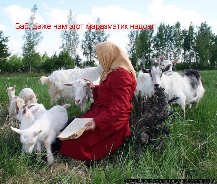 Котоматрица: Баб, даже нам этот маразматик надоел