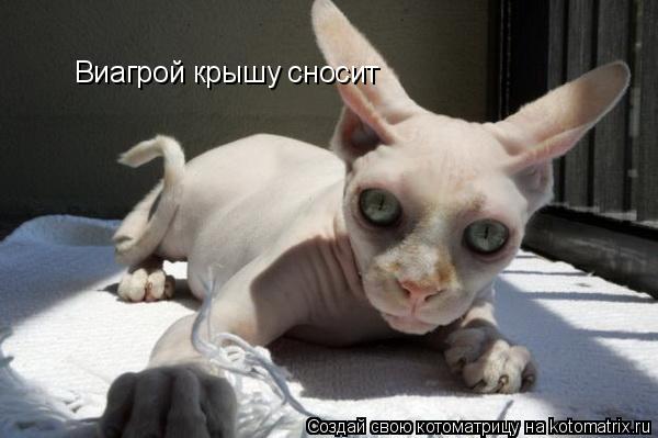 Котоматрица: Виагрой крышу сносит