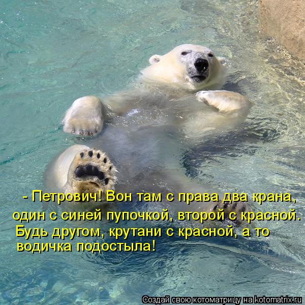 Котоматрица: - Петрович! Вон там с права два крана,  один с синей пупочкой, второй с красной.  Будь другом, крутани с красной, а то водичка подостыла!