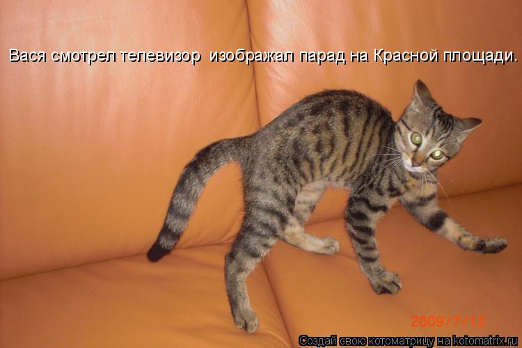 Котоматрица: Вася смотрел телевизор  изображал парад на Красной площади.