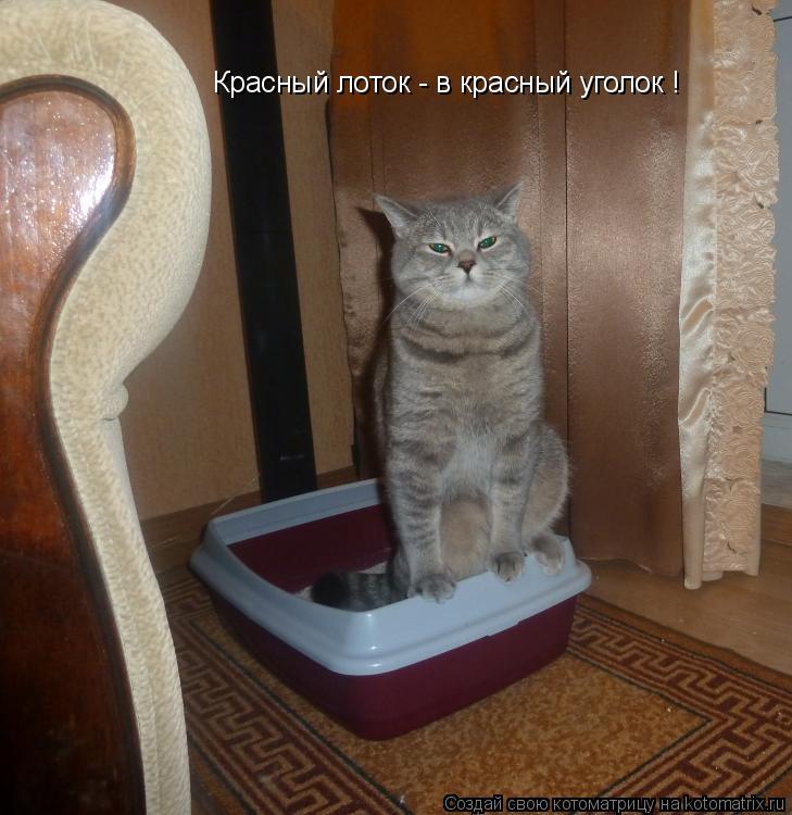 Котоматрица: Красный лоток - в красный уголок !