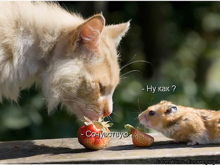 Котоматрица: - Сочувствую.... - Ну как ?