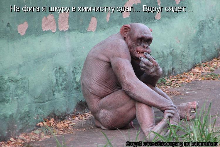 Котоматрица: На фига я шкуру в химчистку сдал... Вдруг сядет....