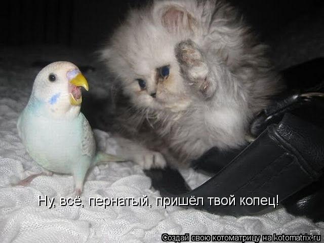 Котоматрица: Ну, всё, пернатый, пришёл твой копец!