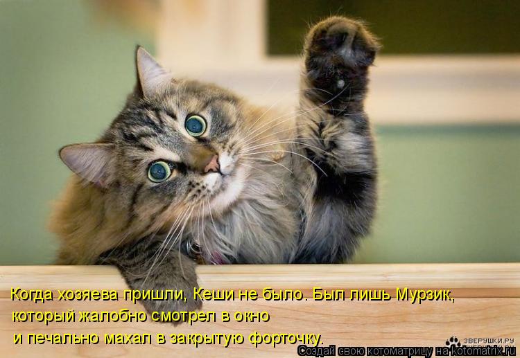 Котоматрица: Когда хозяева пришли, Кеши не было. Был лишь Мурзик,  который жалобно смотрел в окно  и печально махал в закрытую форточку.