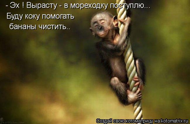 Котоматрица: - Эх ! Вырасту - в мореходку поступлю... Буду коку помогать  бананы чистить..