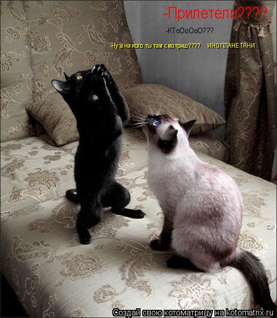 Котоматрица: -Прилетели???? -КТоОоОоО??? -Ну а на кого ты там смотриш????    ИНОПЛАНЕТЯНИ